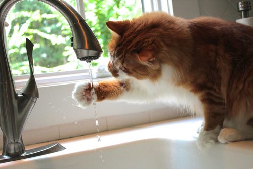 Kat drinkt water uit de kraan