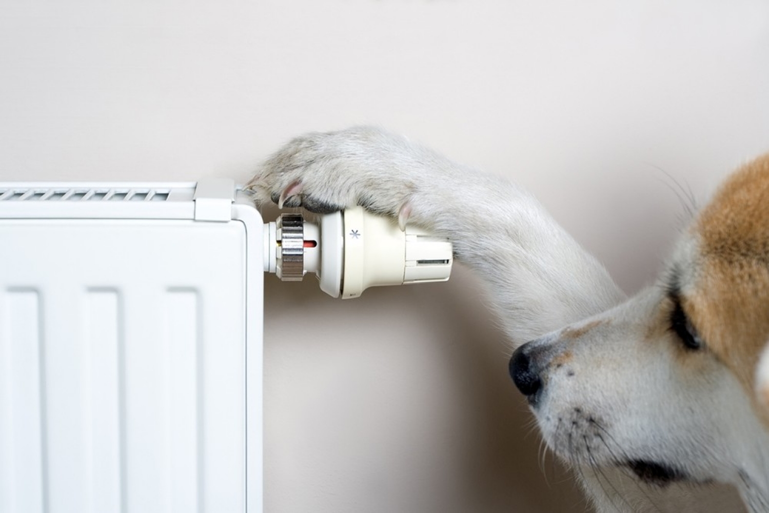 Hond draait aan de radiatorknop 