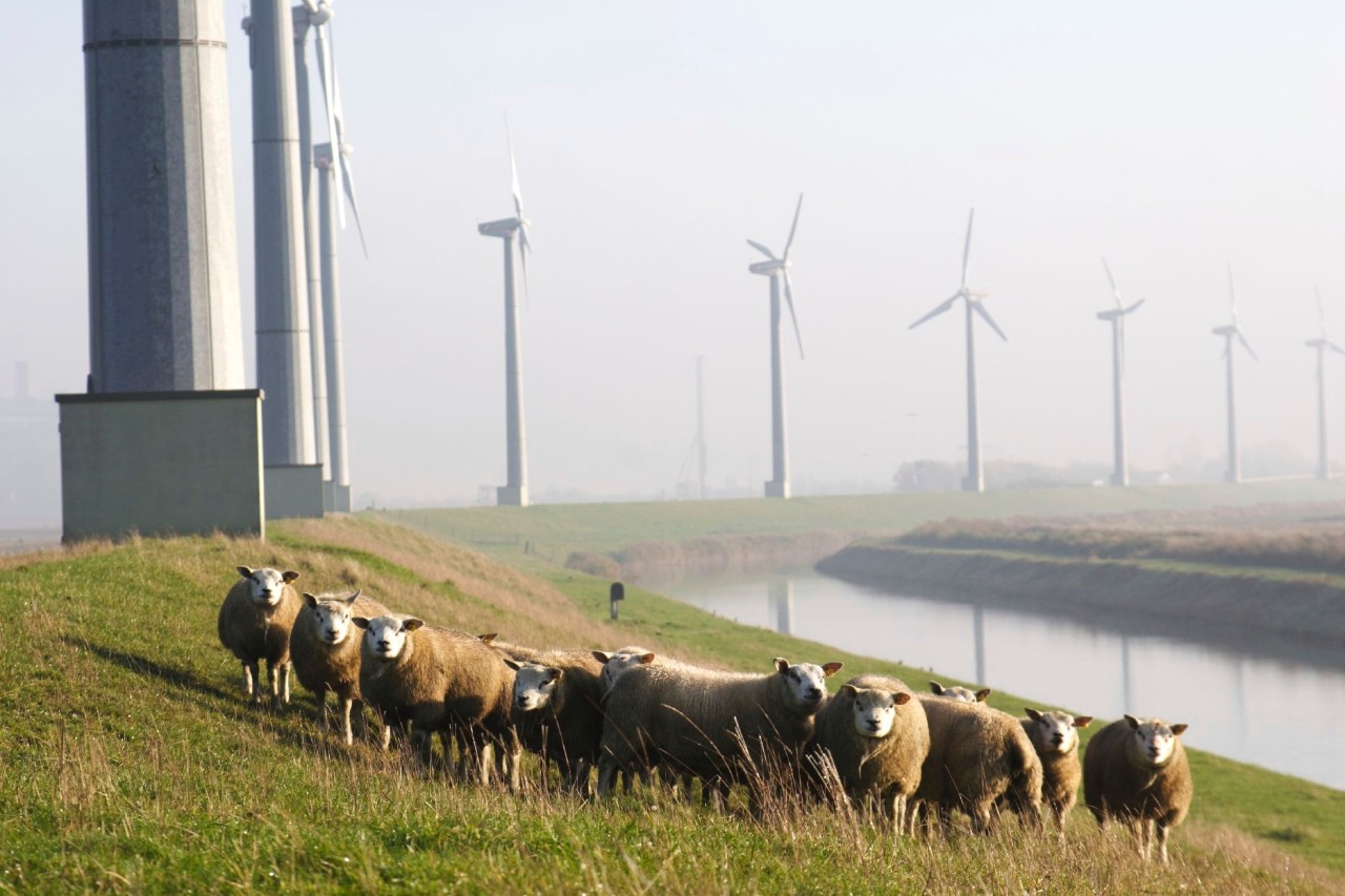 Schapen en windmolens op een met gras begroeide dijk