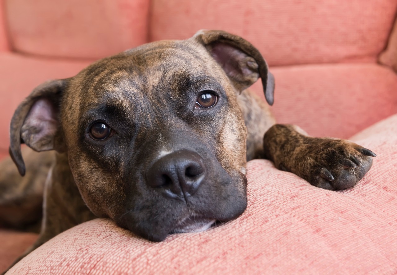 Een waakhond beschermt het huis tegen inbrekers