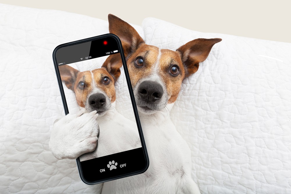 Hond maakt selfie met smartphone